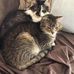 Photo of Rocky and Clover (F Declawed)