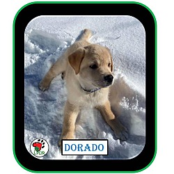 Thumbnail photo of ADOPTED -Dorado-Spanish Litter #3