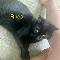 Thumbnail photo of Rhea #2