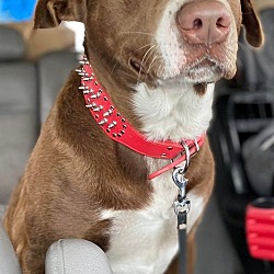 Photo of Mocha VA
