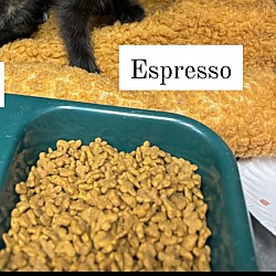 Thumbnail photo of ESPRESSO  and LATTE #2