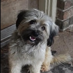 Photo of Barney ***FOSTER HOME***