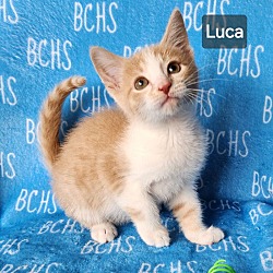 Photo of Luca - AVAILABLE SOON