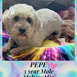 Photo of PEPE - 3 YEAR MALE MALTESE MIX