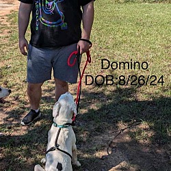 Thumbnail photo of Domino #2