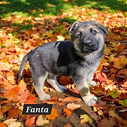 Thumbnail photo of Fanta #3