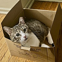 adopt a pet