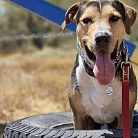 adopt-pet