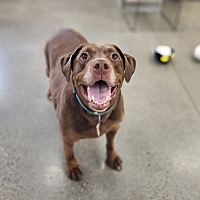 adopt a pet