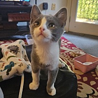 adopt a pet