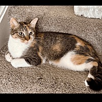 adopt-pet