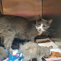 adopt a pet