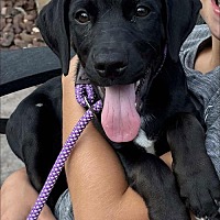 adopt a pet