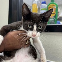 adopt a pet