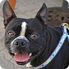 Boston Terrier Puppies - Boston Terrier Rescue and Adoption