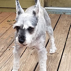 furever shih tzu rescue