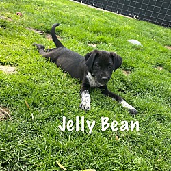 Thumbnail photo of Jellybean #1