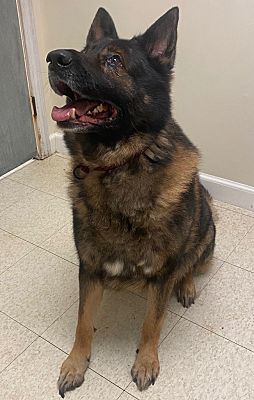 Fall River, MA - German Shepherd Dog. Meet Loki a Pet for Adoption ...