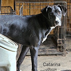 Photo of Catarina