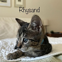 Thumbnail photo of Rhysand ("Rhys") #2