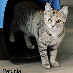 Thumbnail photo of Petunia #1