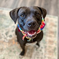 adopt a pet