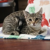 adopt-pet