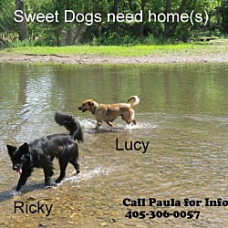 Thumbnail photo of Lucy  *Courtesy Post #2