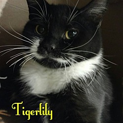 Thumbnail photo of Tiger Lily #1