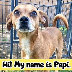 Thumbnail photo of Papi #4
