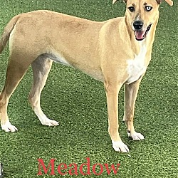 Thumbnail photo of Meadow #2