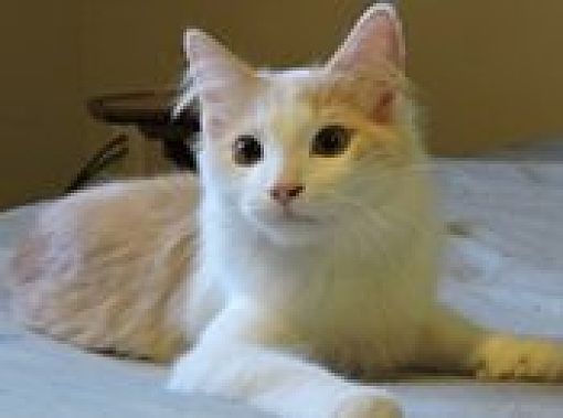 Bozeman, MT - Domestic Shorthair. Meet OH - Tristan (MCR) a Pet for ...