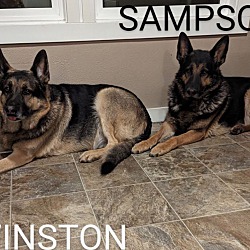 Photo of Winston & Samson-URGENT HELP!!