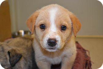 blonde rottweiler puppies