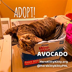 Thumbnail photo of Avocado #3