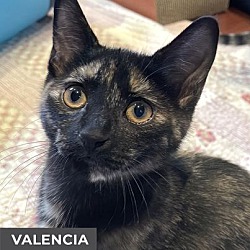 Photo of Valencia