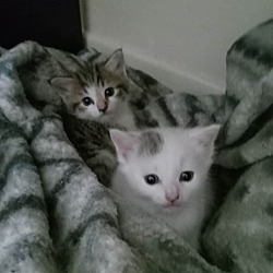 Photo of Tiger and Snowy (brothers)