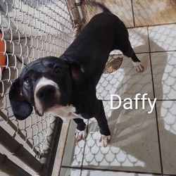 Thumbnail photo of Daffy #3