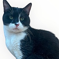 Adopt A Pet :: Romeo - Leonardtown, MD