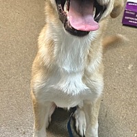 adopt a pet