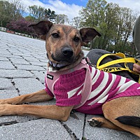 adopt a pet