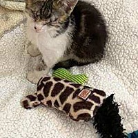 adopt a pet