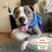 adopt a pet