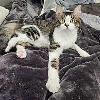 adopt a pet