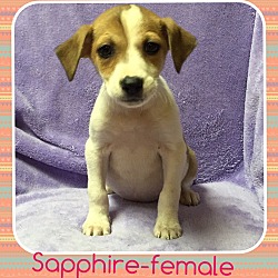 Thumbnail photo of Sapphire (pom-dc) #1