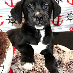 Thumbnail photo of Liam ~ adopted! #2