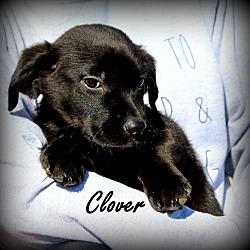 Thumbnail photo of Clover~adopted! #1