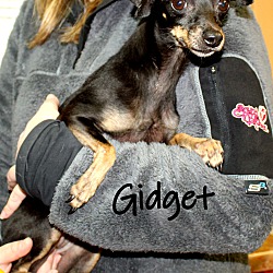 Thumbnail photo of Gidget ~adopted! #3