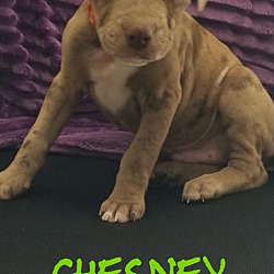 Photo of Chesney