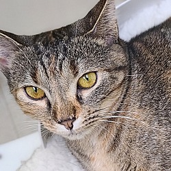 Photo of Janie (must be adopted with Zuzu)